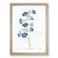 Blue Larkspur Flowers - Framed Print-57844747-57844750