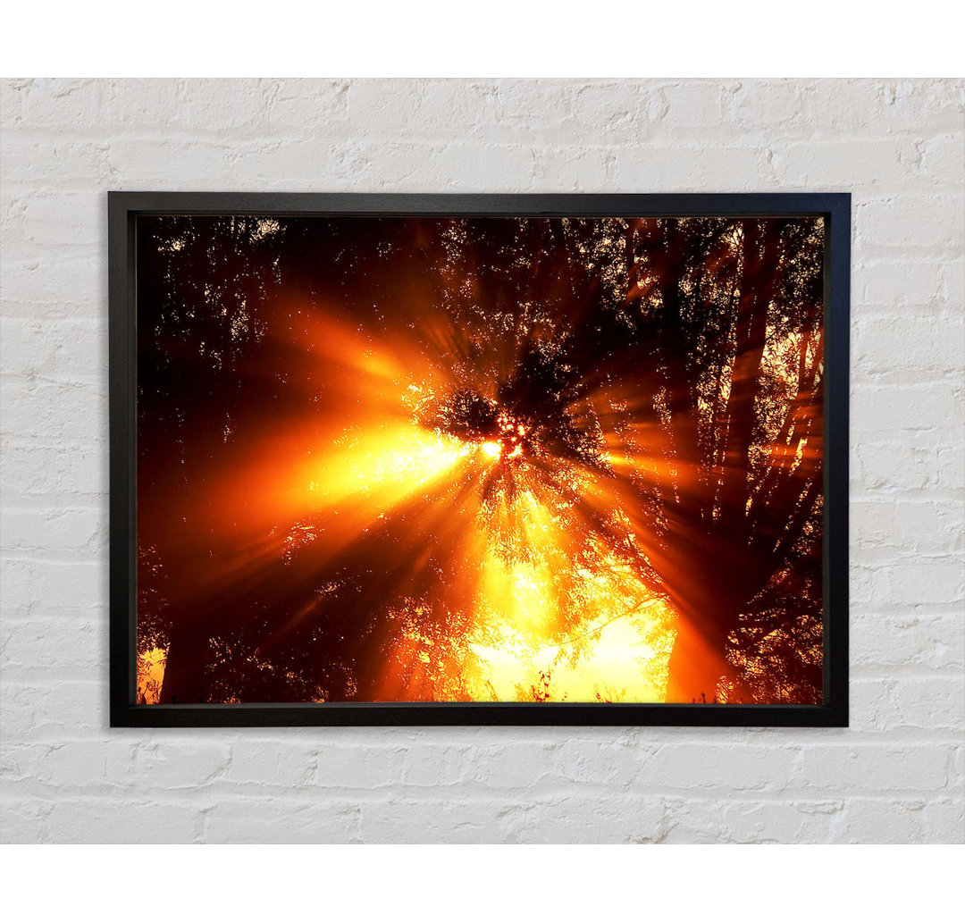 Sun Blaze Above The Winter Tree - Single Picture Frame Kunstdrucke auf Leinwand