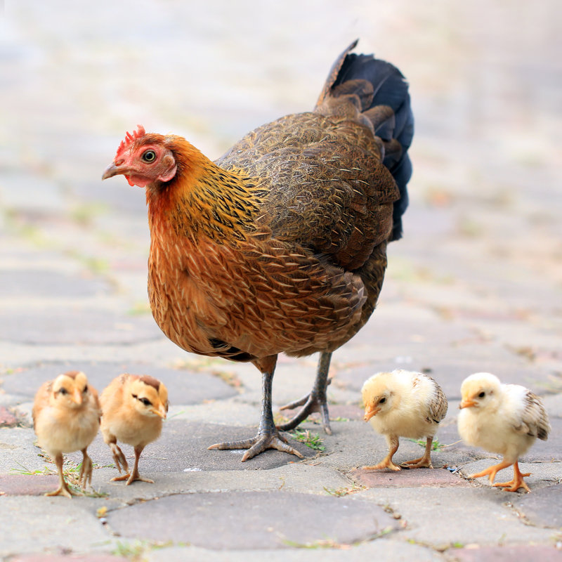 Hen And Chicks - Wrapped Canvas Print, 122cm H x 122cm W x 3.8cm D