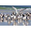 Flock Of Birds Print by Sofia Fox-26703362-26703361