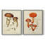 Champignon Variétés III - reproduction encadrée de qualité supérieure - prête à être accrochée - aucun clou requis - aucun clou requis-607282531-607282557