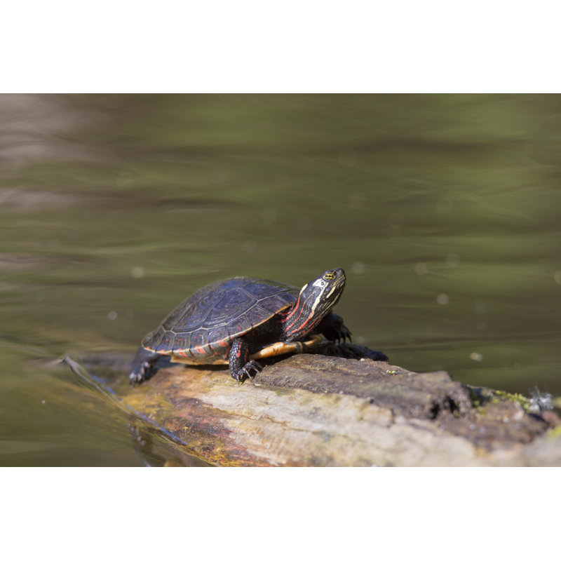 Painted Turtle In Spring by Mirceax - Wrapped Canvas Print, 81cm H x 122cm W
