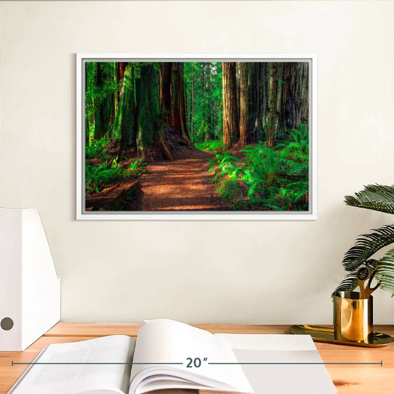 Redwood Forest Path, 13" X 9", Floating Frame White