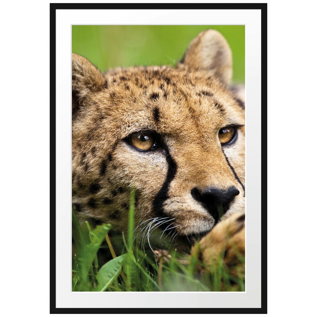 Gerahmtes Poster Gepard im Gras