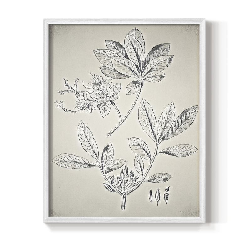 Impression florale vintage encadrée CCX III - bois massif, H 11 po x l 9 po, Blanc