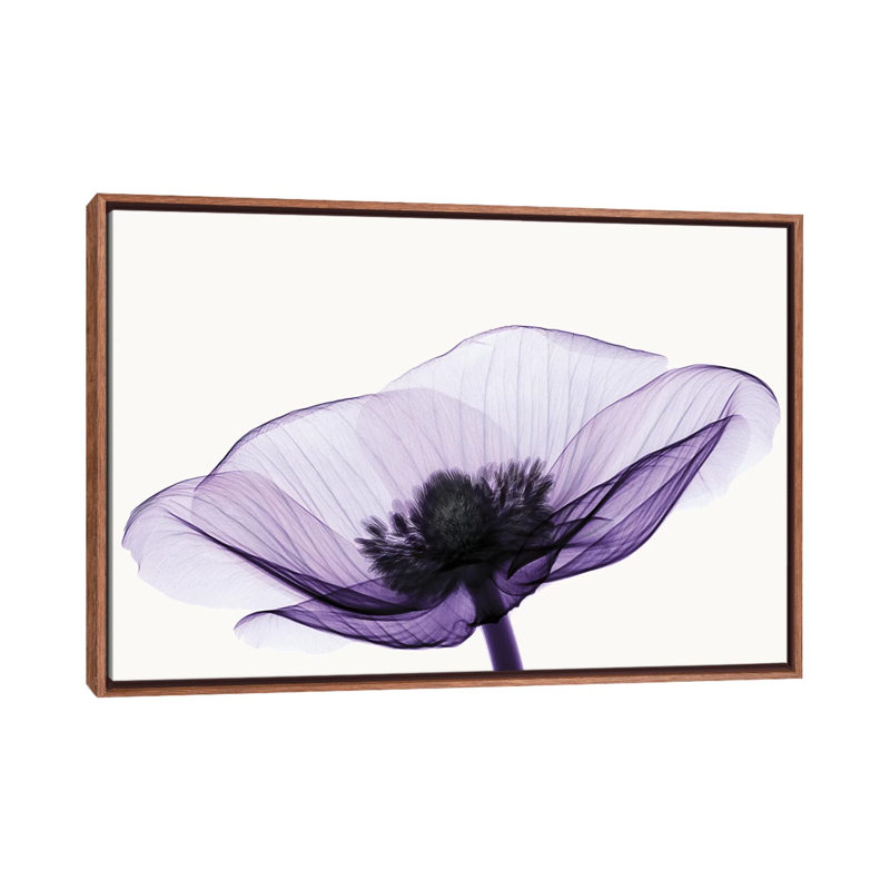 «Anemone II» par Robert Coop - reproduction de photo, H 18 po x l 26 po x P 1,5 po, Toile avec cadre en bois classique