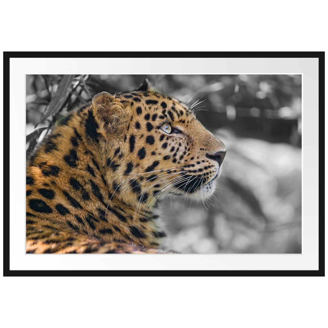 Gerahmtes Poster Leopard ruht im Schatten