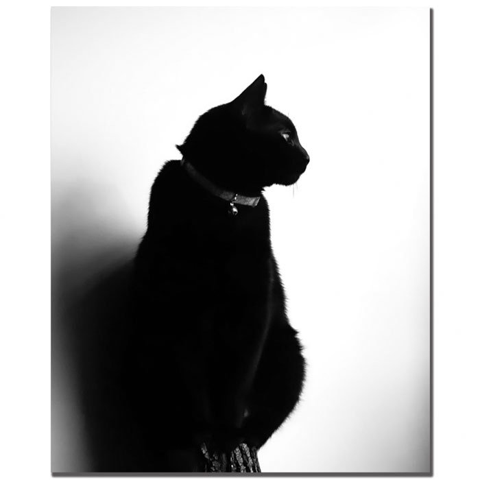 Black and White Cat Photographic Canvas Print, 47" x 35"
