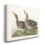 « Pl 348 Galdwell Duck », reproduction d’art sur toile tendue-1605068761