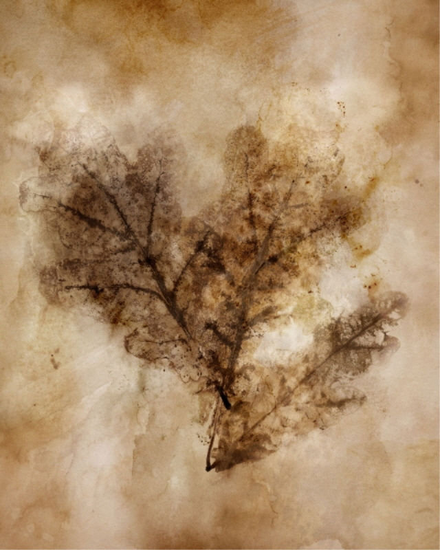 Feuilles d'automne IV par Mari Urasawa - impression, Couche de verre, H 45 po x l 36 po 
