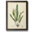 Curtis Ferns IV Curtis Ferns IV - Peinture sur toile encadrée-1169800433