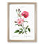 Ever-blowing Pink Roses by Pierre-Joseph Redoute - Picture Frame Painting Print-55535956-55535957
