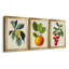 "Antique Foliage & Fruit VI", ensemble de 3 impressions sur toile encadrées-2090051244-2090051235