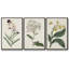 Ensemble de 3 pièces encadrées sur toile Antique Botanical Collection VII-97760032-97760035