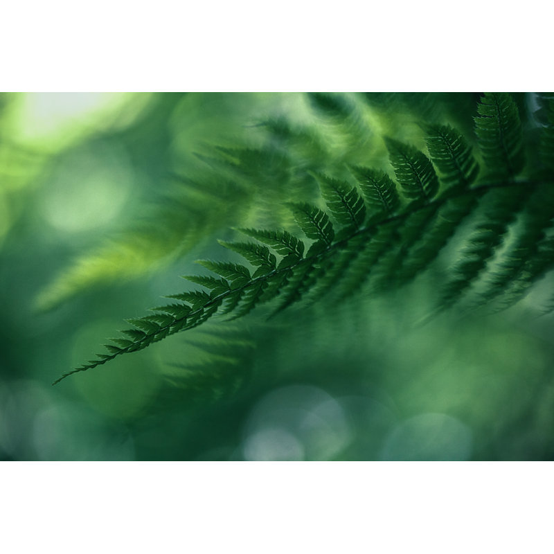 Fern Background - Wrapped Canvas Print, 30cm H x 46cm W