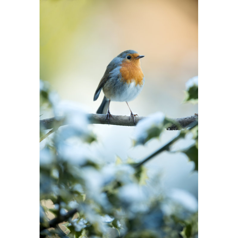Robin par Andrew_Howe, H 36 po x l 24 po