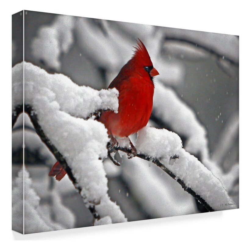 Trademark Art J.D. Mcfarlan Cardinal In Snow On Canvas by J.D. McFarlan ...