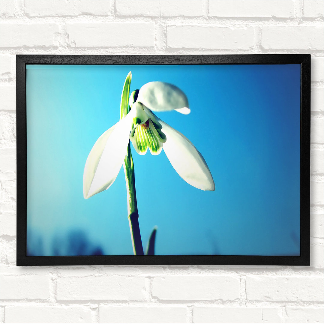 Gerahmtes Wandbild Snowdrop Spring