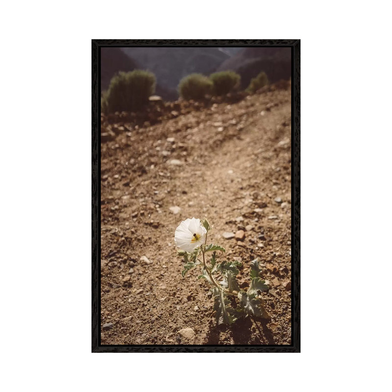 Yosemite Bloom III by Bethany Young - Print on Canvas, Black Framed, 66.04cm H x 45.72cm W x 3.81cm D