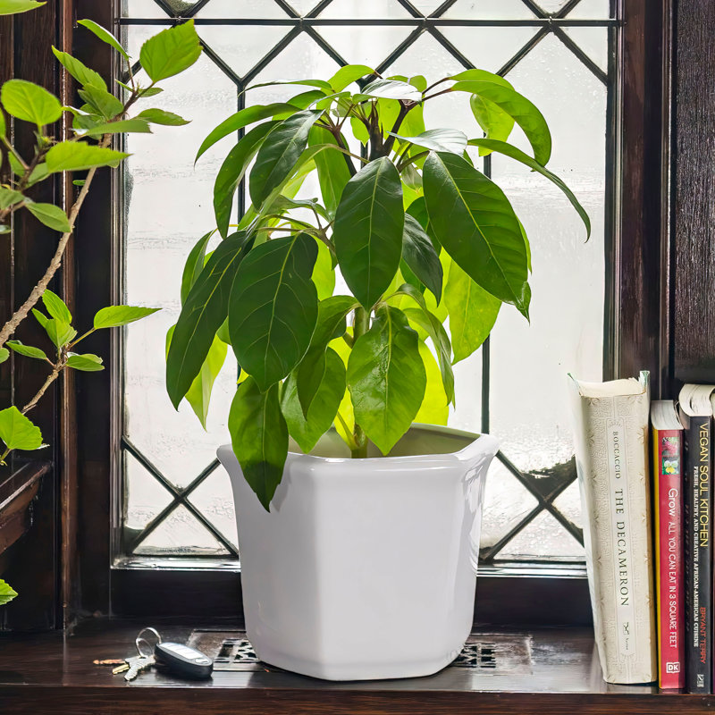 Chinese Porcelain Pot Planter, White
