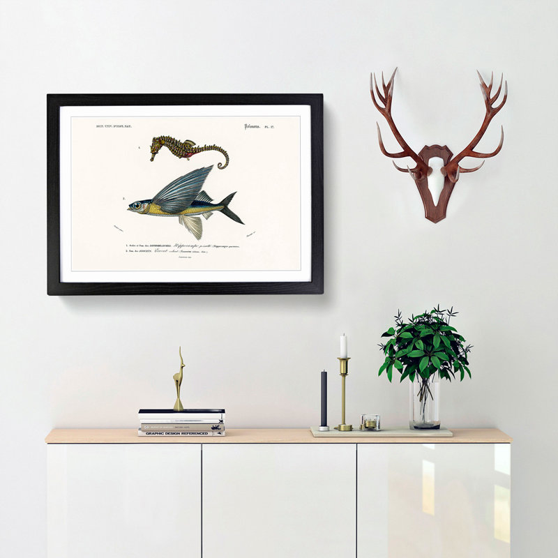Seahorse & Flying Fish by Charles d' Orbigny - Picture Frame Painting Print, 48cm H x 65cm W x 2cm D, Black Framed