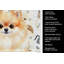 Serviette de cuisine Pomeranian-1234934564