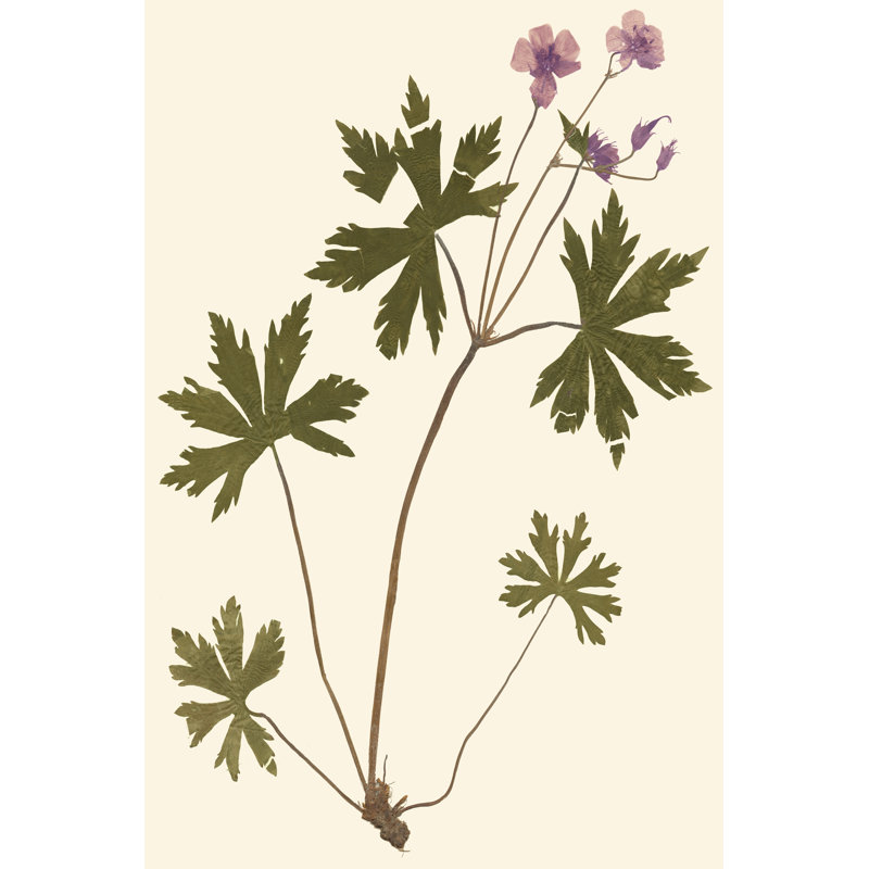 Pressed Botanical III by Vision Studio - Wrapped Canvas Art Prints, 91cm H x 61cm W x 3.8cm D