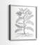 Reproduction encadrée de qualité supérieure B&W Plant Speciment IX - prête à être accrochée - aucun clou requis - aucun clou requis-1068397177-1068397175