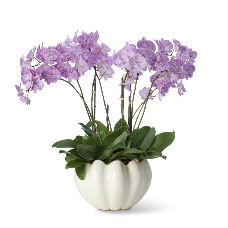 Mirabelle Ceramic Table Vase, Cream