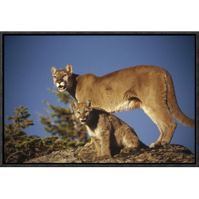 " Mountain Lion Or Cougar Mother With Kitten, North America, Captive Animal "