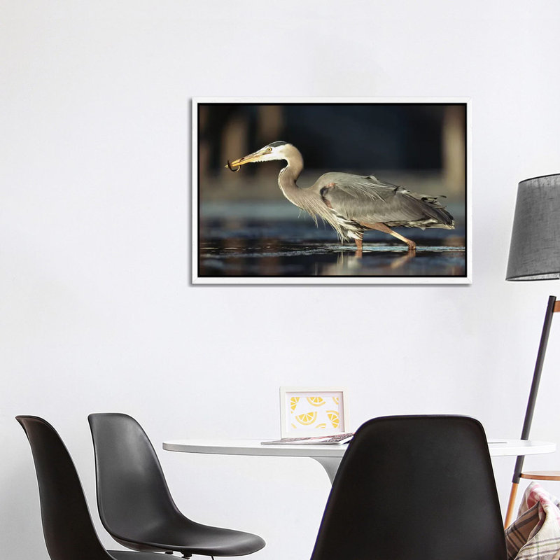 Great Blue Heron With Captured Fish, British Columbia, Canada 1 Piece Wall Art on Canvas, 101.6 cm H x 66.04 cm W
