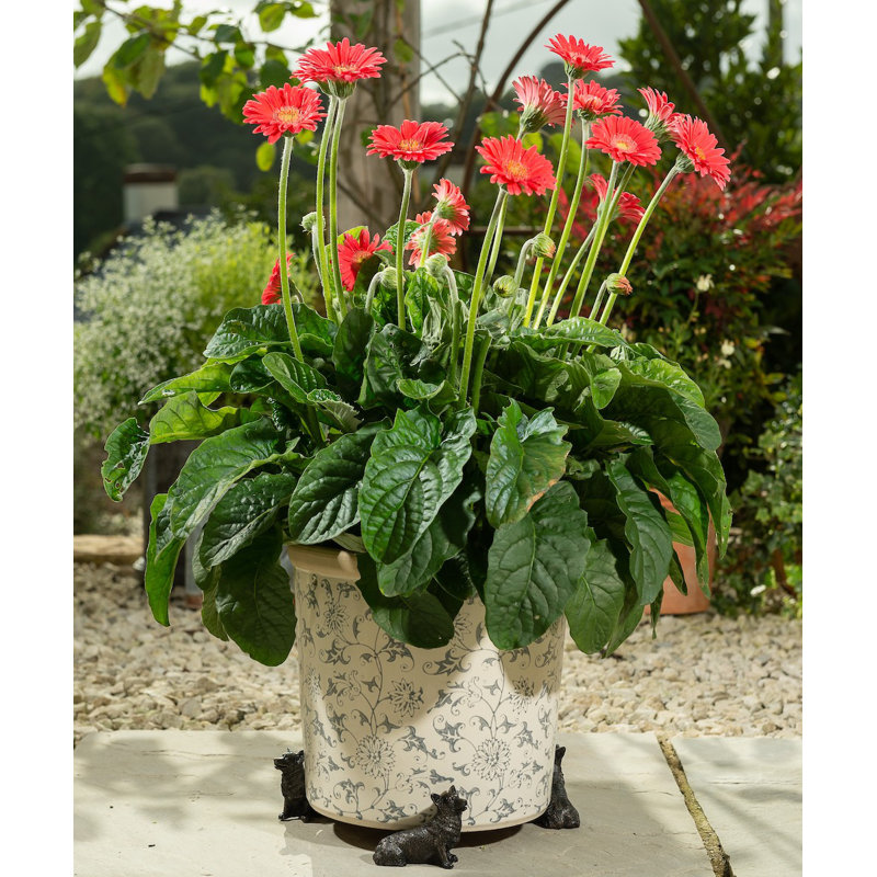 Pieds de jardinière Corgi