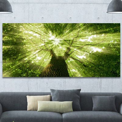 " Sunlight Peeking Through Green Tree "