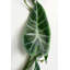 Hanging Plants 180cm Faux Foliage Plant