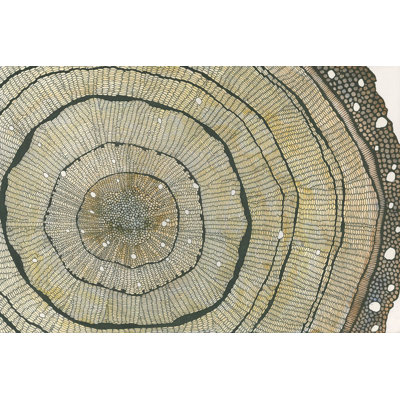 Douglar Fir Print