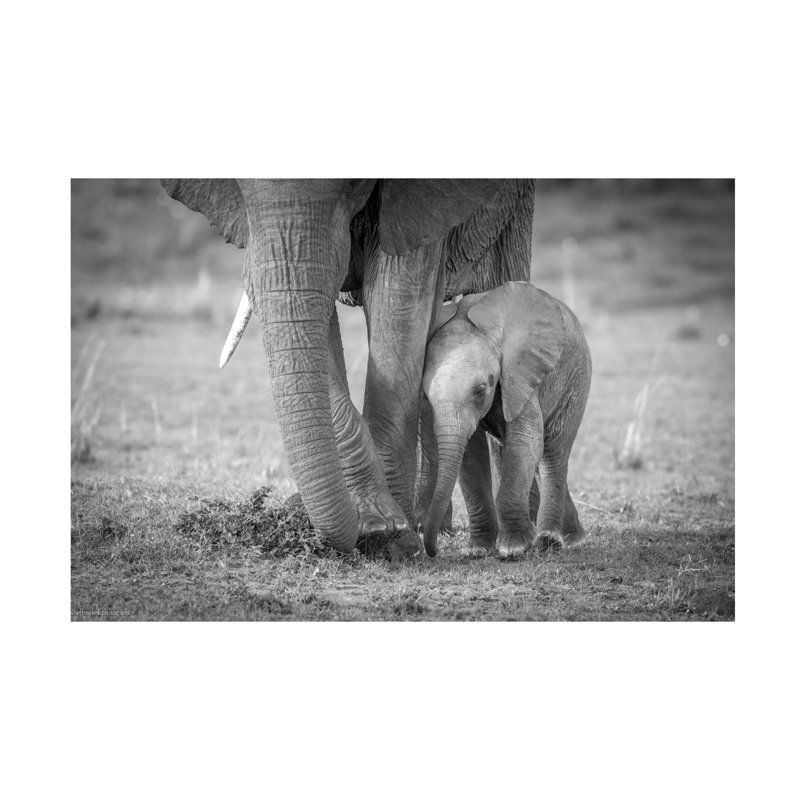 Art sur toile Jeffrey C. Sink Baby 1, H 16 po x l 24 po