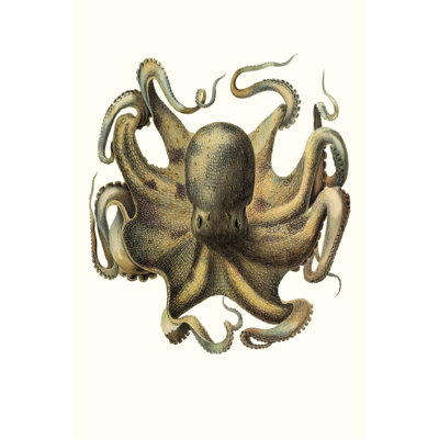Antique Octopus Collection VII - Print
