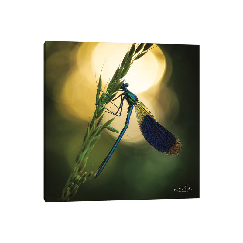 Damselfly In Backlight 1 Piece Wrapped Canvas Wall Art, 45.72 cm H x 45.72 cm W x 1.91 cm D