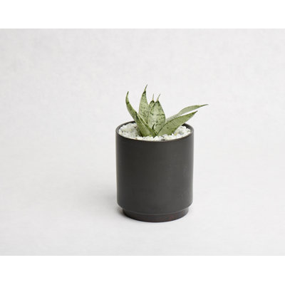 Pot à fleurs en grès Byer