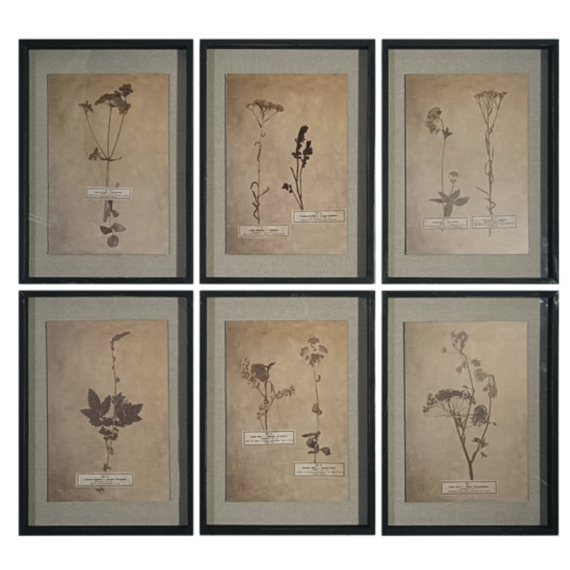 Vintage Pressed Botanical Framed Prints - Set of 6