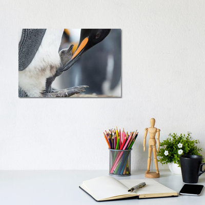 King Penguin Chick Balancing On The Feet Of A Parent, Falkland Islands. by Martin Zwick - Wrapped Canvas Print