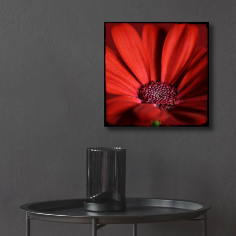 «Red Gerbera on Red 06» par Tom Quartermaine, art mural en verre acrylique, 12 po x 12 po, H 12 po x l 12 po x P 0,13 po