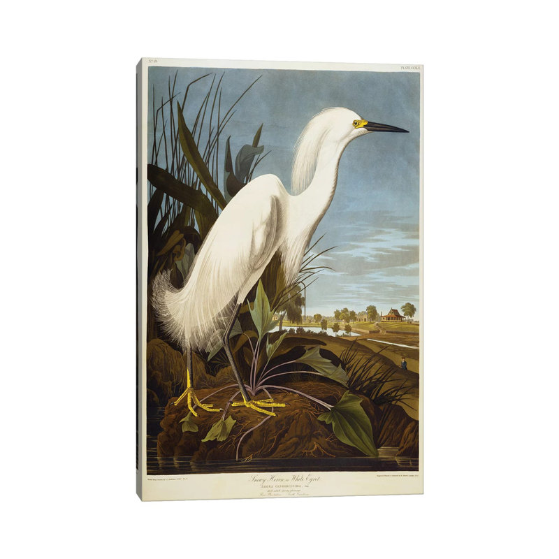 Snowy Heron Or White Egret/Snowy Egret by John Audubon - Wrapped Canvas Print, 101.6 cm H x 66.04 cm W x 1.91 cm D