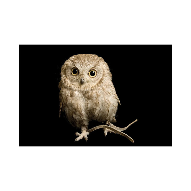 A Western Screech Owl, Sonoran Desert Colorphase At The Sutton Avian Research Center by Joel Sartore - Wrapped Canvas Gallery-Wrapped Canvas Giclée