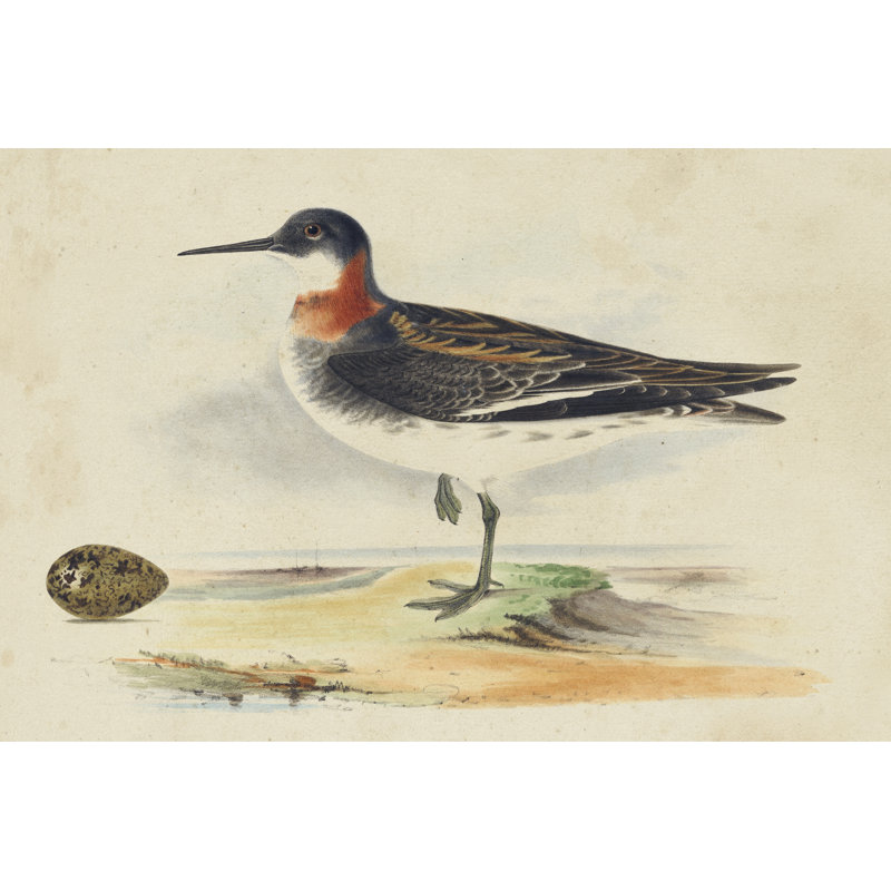 Meyer Shorebirds II - Wrapped Canvas Print, 81cm H x 122cm W