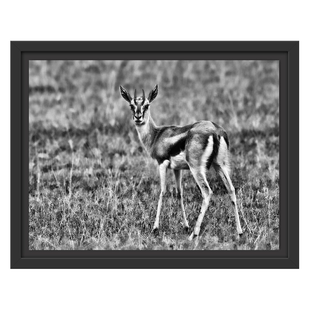 Gerahmtes Wandbild prächtige Gazelle auf Wiese