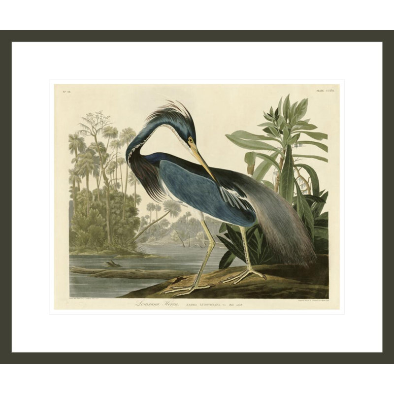 «Louisiana Heron» par John James Audubon, impression giclée encadrée, H 17,75 po x l 20,95 po