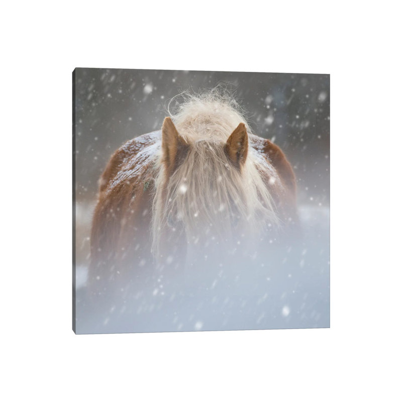 Collection Of Horses V by PHBurchett - Wrapped Canvas Print, 66.04 cm H x 66.04 cm W x 1.91 cm D