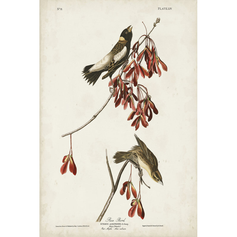 Pl 54 Rice Bird by John Audubon - Wrapped Canvas Painting, 30cm H x 20cm W