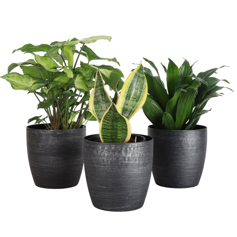 Live Low Light Houseplant Set of 3, Brushed Silver